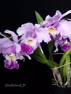 Cattleya warscewiczii 